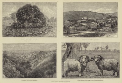 Pictures of South Australia by Samuel Edmund Waller